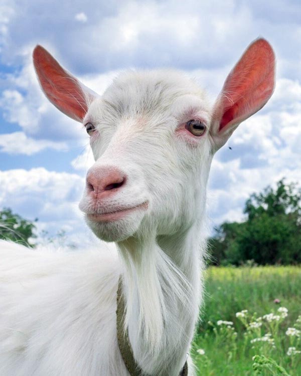 Dairy Goat Project